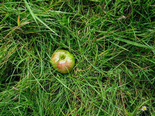 Apfel im Grünen