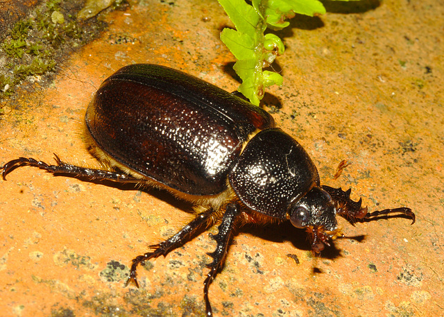 IMG 9200cockchafer