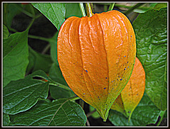 249/365 - Lampionblume / Physalis alkekengi