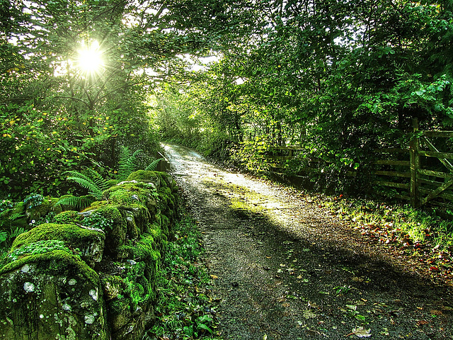 A leafy lane in  the Lake District, Cumbria