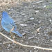 Indigo Buntings