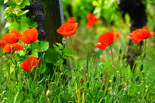 Im Weinberg blüht schon der Mohn - The poppy is already blooming in the vineyard