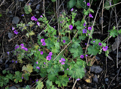 Geranium pyrenaicum