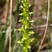 Northern Green Orchid / Platanthera hyperborea