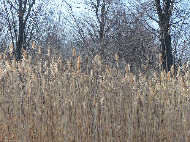 Is this invasive Phragmites / common reed?