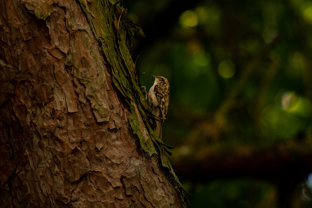 Treecreeper