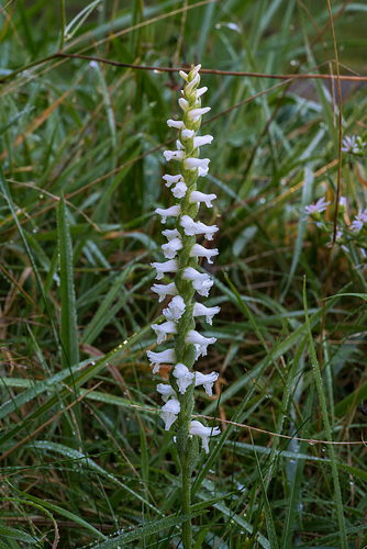 Spiranthes cernua (Nodding Ladies'-tresses orchid)