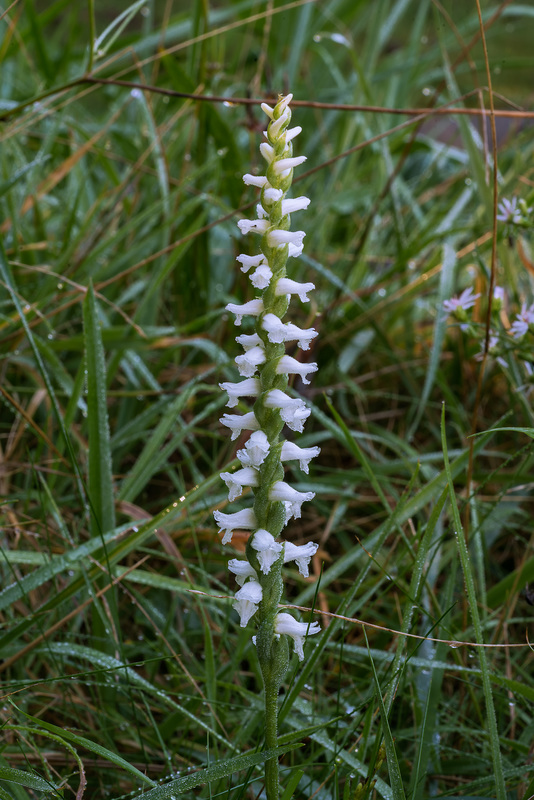 Spiranthes cernua (Nodding Ladies'-tresses orchid)