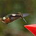 Hummingbird EF7A6504