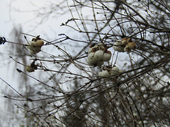 Beeren am Strauch