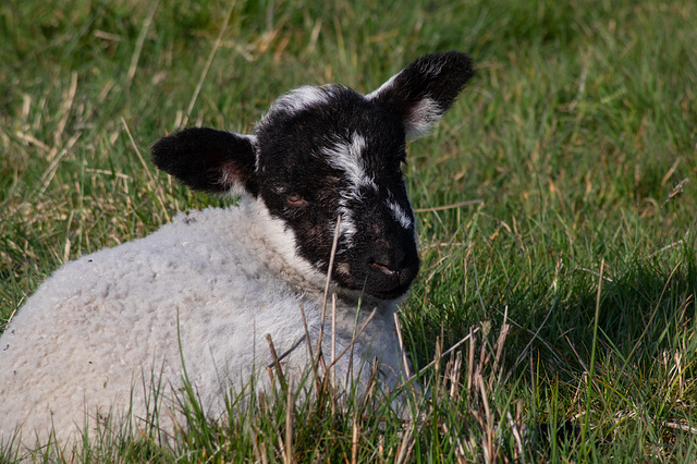 Lamb of the Day - White Man dancing between the eyes