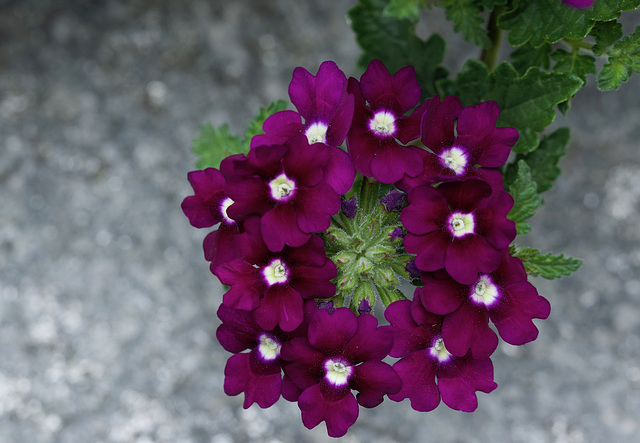 Verbena