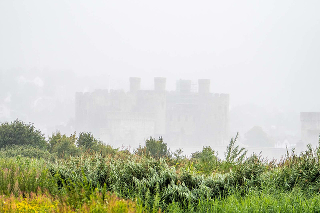 Conway castle in the mist. It didnt stop raining while I was at the Conway rspb reserve.