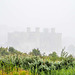 Conway castle in the mist. It didnt stop raining while I was at the Conway rspb reserve.