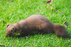 The Pine Marten at breakfast