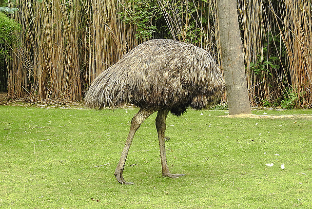20190901 5551CPw [D~VR] Emu, Vogelpark Marlow