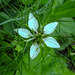 20210718 1834CPw [D~LIP] Damaszener Schwarzkümmel (Nigella damascena), Bad Salzuflen