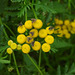 20210831 2768CP~V [D~LIP] Rainfarn (Tanacetum vulgare), Brennnessel-Spreizflügelfalter (Anthophila fabriciana), UWZ, Bad Salzuflen