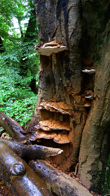 Bracket Fungi