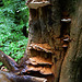 Bracket Fungi