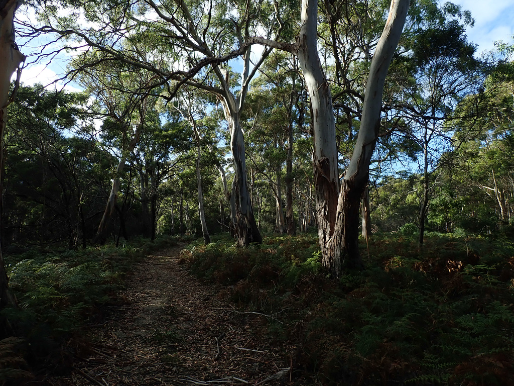 Woodland with White Gumtrees on Maria Island