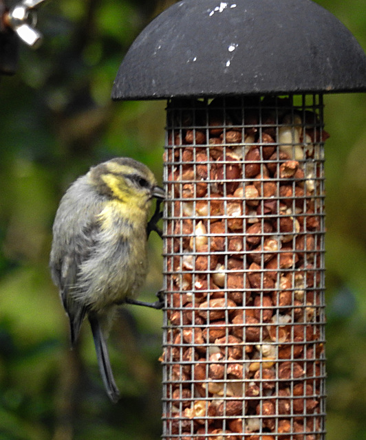 20230623 1153CPw [D~LIP] Blaumeise (Cyanistes caeruleus) [JV], Bad Salzuflen