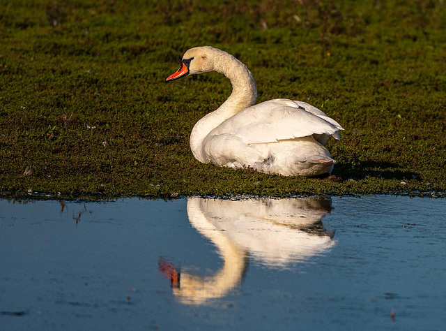 Mute swan