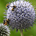 20230717 2338CP~V [D~LIP] Kugeldistel, Steinhummel (Bombus lapidarius), Dunkle Erdhummel (Bombus terrestris), Bad Salzuflen