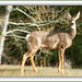 Just a Deer behind the house.