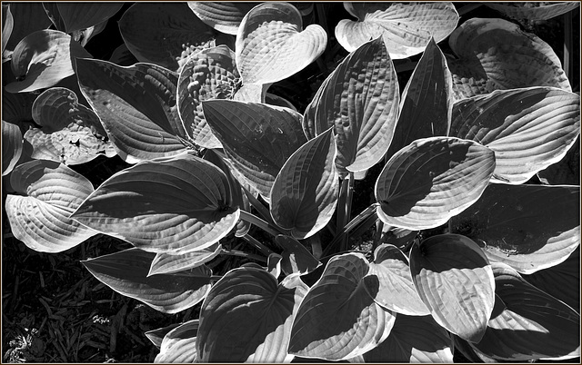 Hosta