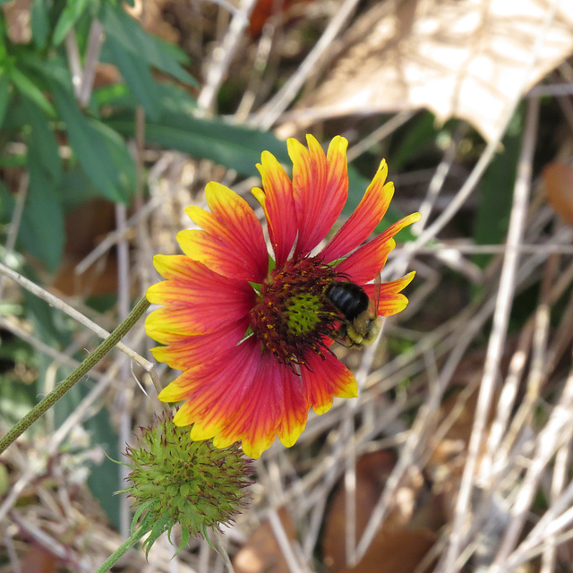 Bee on gaillardia