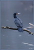 Cormoran