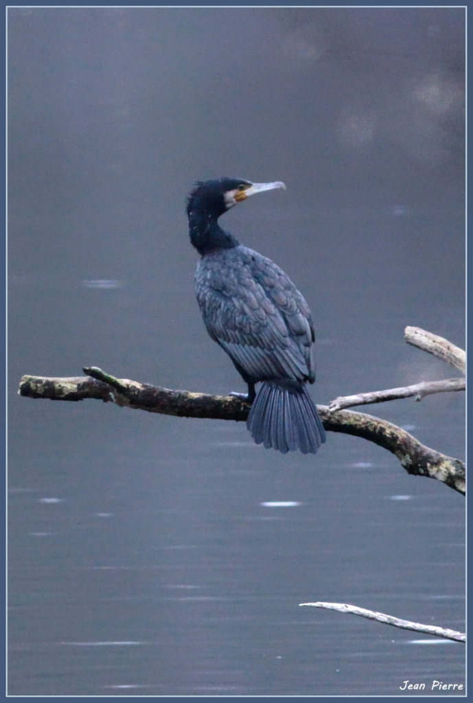 Cormoran