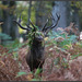 le rut du cerf...... c' est un peu " mardi gras " ....