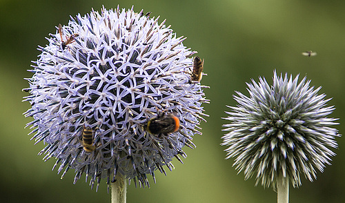 20190709 3774VRAw [D~LIP] Knotenwespe, Honigbiene, Wiesenhummel, Kugeldistel (Echinops bannaticus), Bad Salzuflen