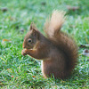 Taking turnabouts with the Pine Marten at the breakfast buffet!