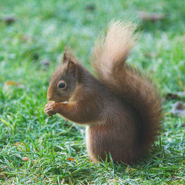 Taking turnabouts with the Pine Marten at the breakfast buffet!