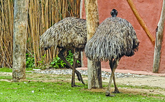 20190901 5552CPw [D~VR] Emu, Vogelpark Marlow