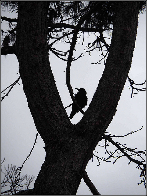 Corneille sur un arbre perchée...