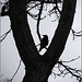 Corneille sur un arbre perchée...