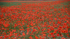 A field of red