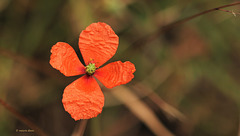 Papaver dubium