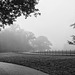 HFF from a misty Attingham Park