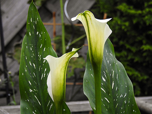 20210718 1836CPw [D~LIP] Gefleckte Calla (Zantedeschia albomaculata), Bad Salzuflen