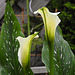 20210718 1836CPw [D~LIP] Gefleckte Calla (Zantedeschia albomaculata), Bad Salzuflen
