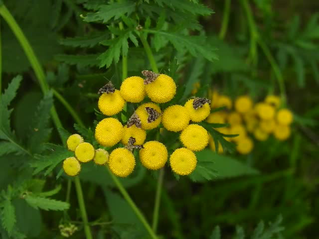 20210831 2769CP~V [D~LIP] Rainfarn (Tanacetum vulgare), Brennnessel-Spreizflügelfalter (Anthophila fabriciana), UWZ, Bad Salzuflen