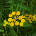20210831 2769CP~V [D~LIP] Rainfarn (Tanacetum vulgare), Brennnessel-Spreizflügelfalter (Anthophila fabriciana), UWZ, Bad Salzuflen