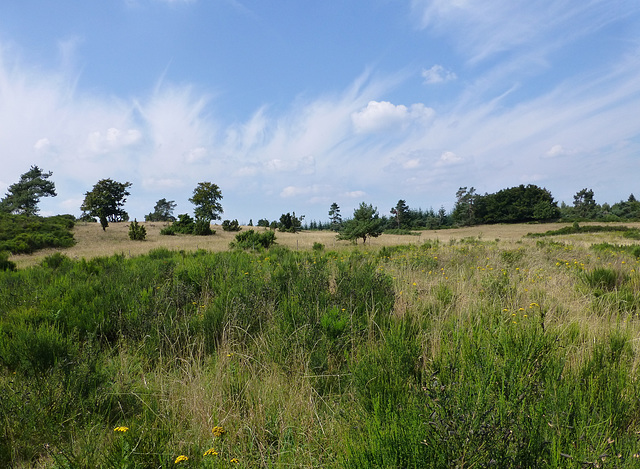 Auf dem Wacholderweg