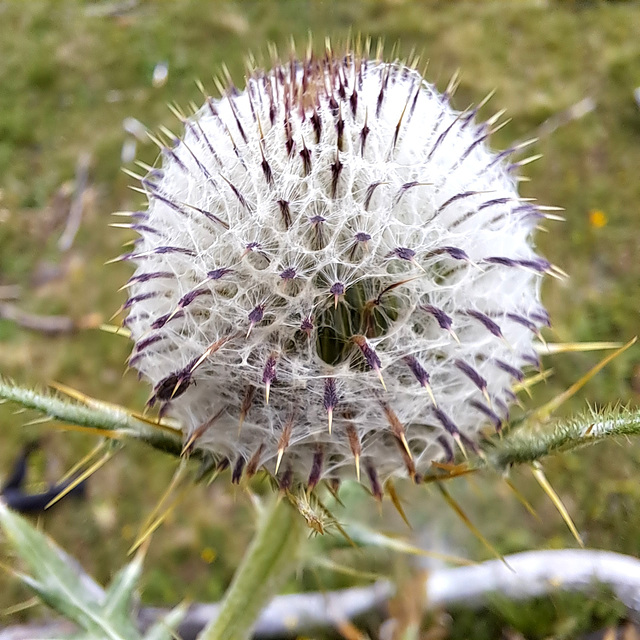 Wollkopf-Kratzdistel (Cirsium eriophorum)