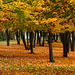 Herbst im Ahornwäldchen - Autumn in the maple grove